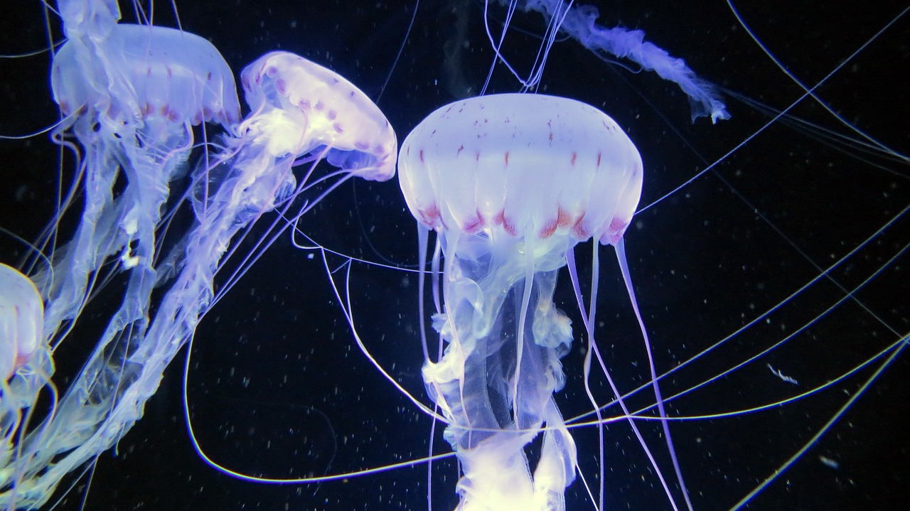 海底电影的奇幻之旅探索深海秘境