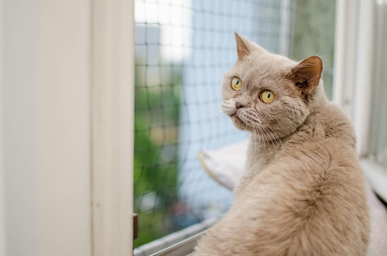 五月电视迷猫先生，奇幻图片之旅