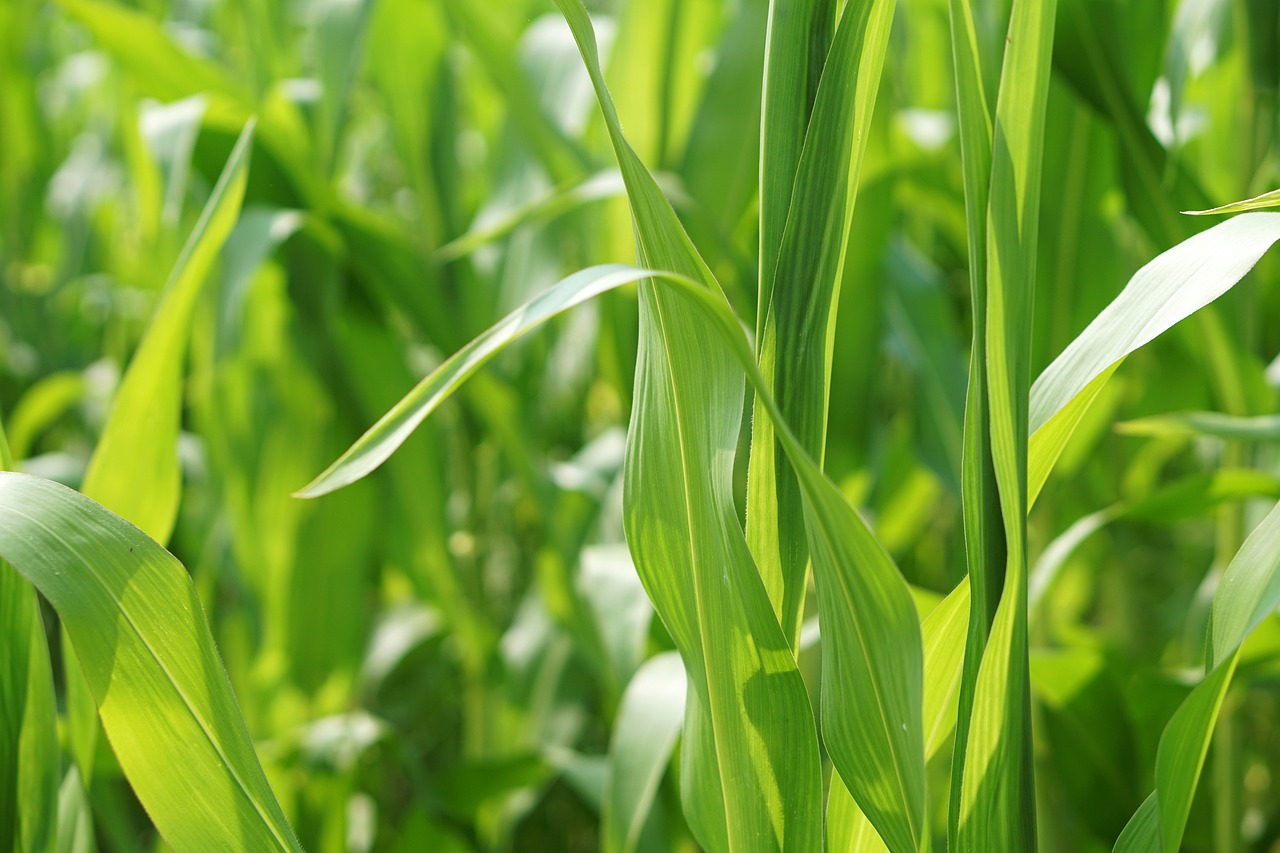 五月茵陈最新行情概览与走势分析